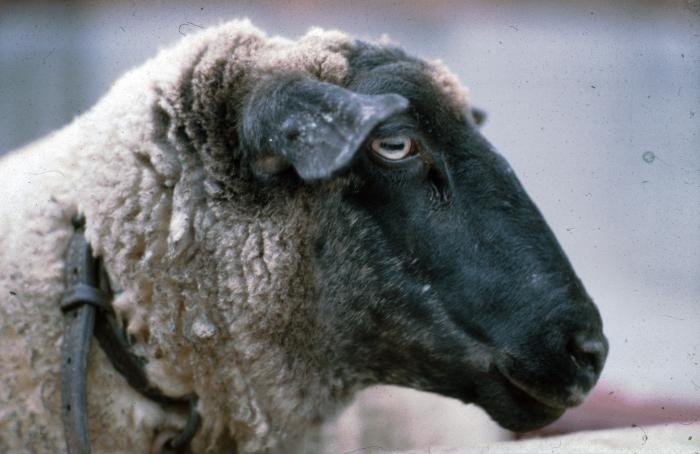 Lier, Zimmerstoet 1988
