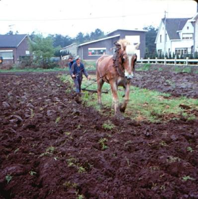 Nijlen, huwelijksjubileum