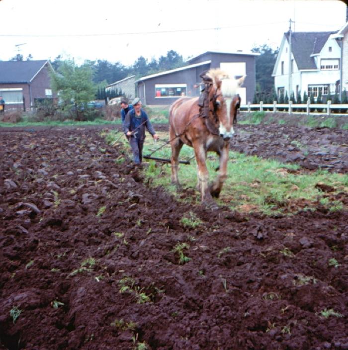 Nijlen, huwelijksjubileum