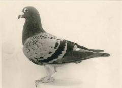 Berlaar, Jos Van den Bosch