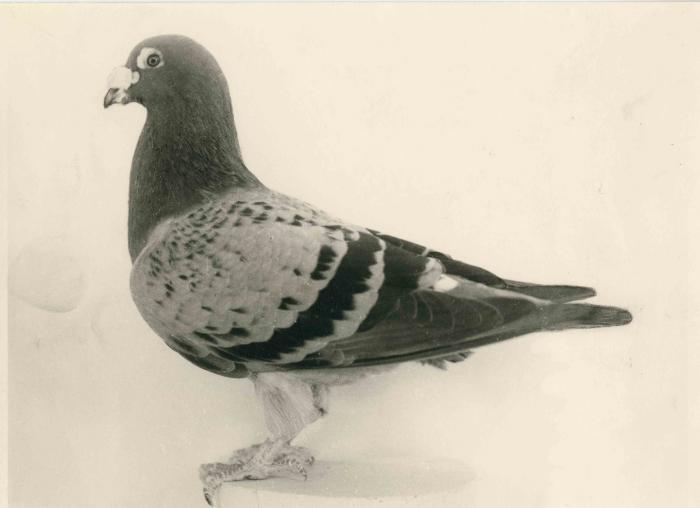 Berlaar, Jos Van den Bosch