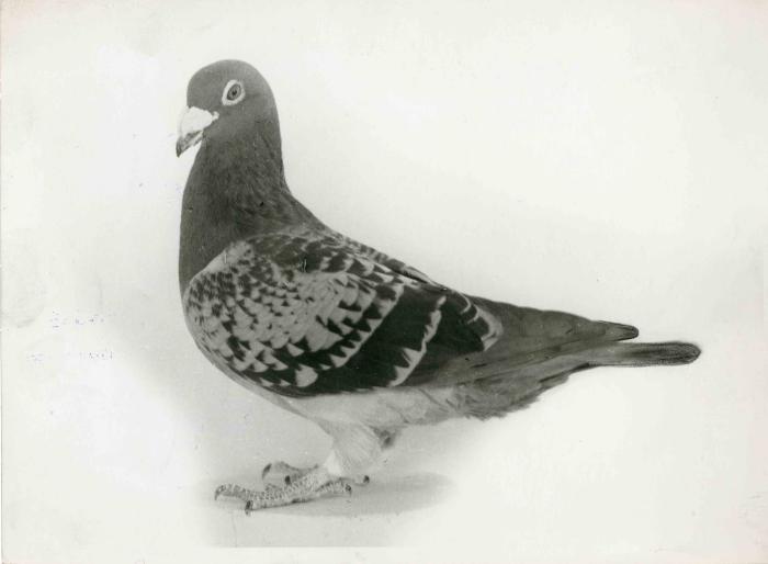 Berlaar, Jos Van den Bosch