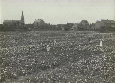 Het rozenveld van de Boom- en Rozenkwekerijen A. Op de Beeck en Zonen.