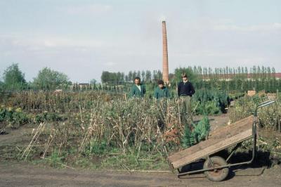 Boomkwekerij Van Pelt.