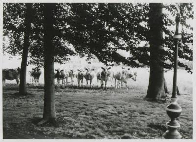 Gestel, koeien, 1987