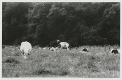 Gestel, koeien, 1987