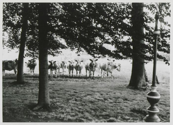 Gestel, koeien, 1987