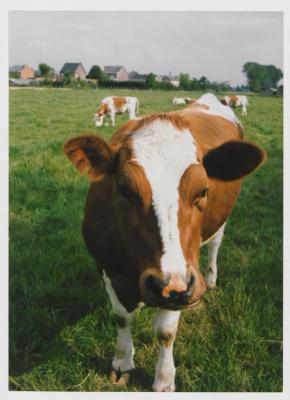 Berlaar, koeien, 1987