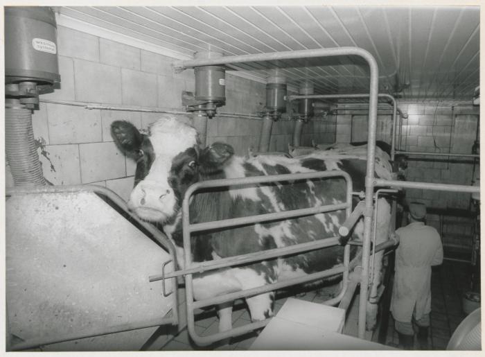 Berlaar, De visgraat, 1987