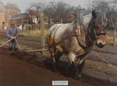 Berlaar, Boer Sooi Ceulemans, 1987