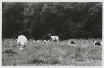 Gestel, koeien, 1987