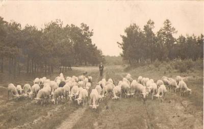 Koningshooikt, Schaapsherder met schapen