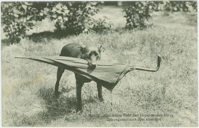 Heist-op-den-Berg, de hond van Emiel Jozef Van Ishoven