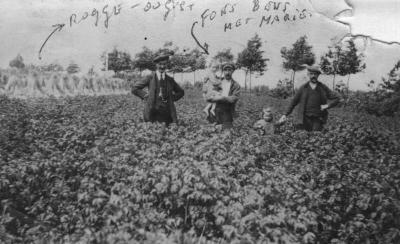 Landbouwers in een aardappelveld