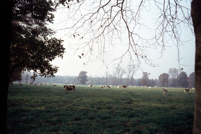 Lier, Nazaretdreef, weiden