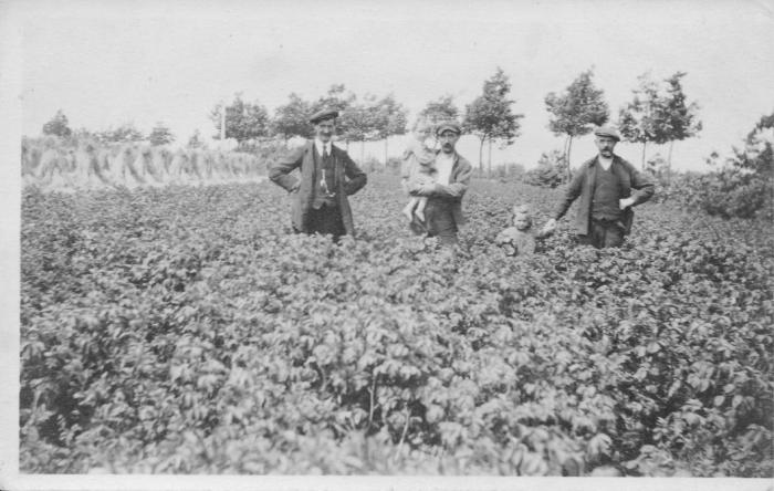 Proefveld aardappelen Verbiest, Onze-Lieve-Vrouwe-Olen
