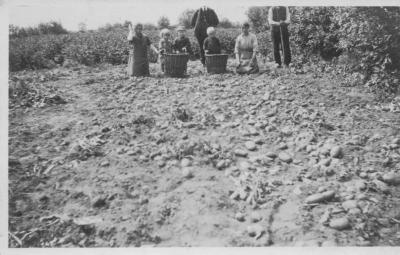 Proefveld aardappelen Cluyts Remy, Onze-Lieve-Vrouwe-Olen 