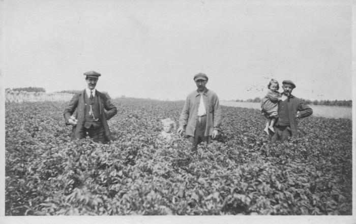 Proefveld aardappelen Alfons Bens, Onze-Lieve-Vrouwe-Olen
