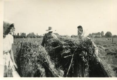 Houtvenne, oogsten, 1961