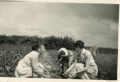 Houtvenne, aardappeloogst, 1958