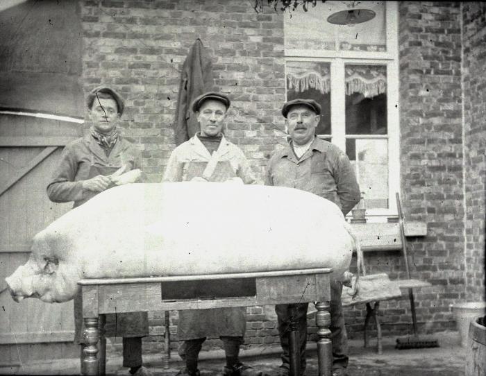 Berlaar, slacht varken bij Verkuylen