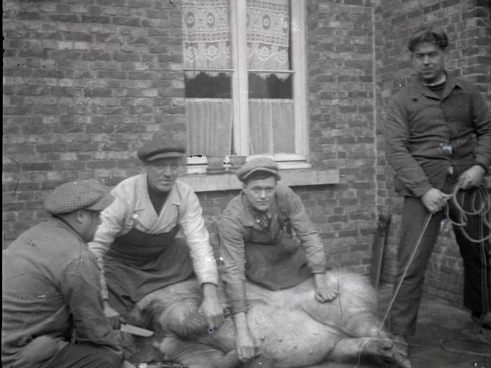 Berlaar, varken slachten