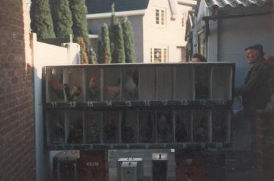 Putte, Putse Hanenclub, 1983